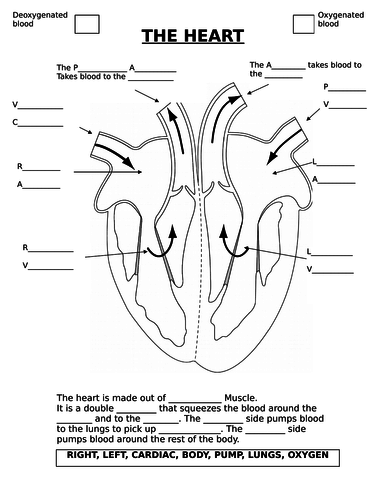 heart diagram unlabelled