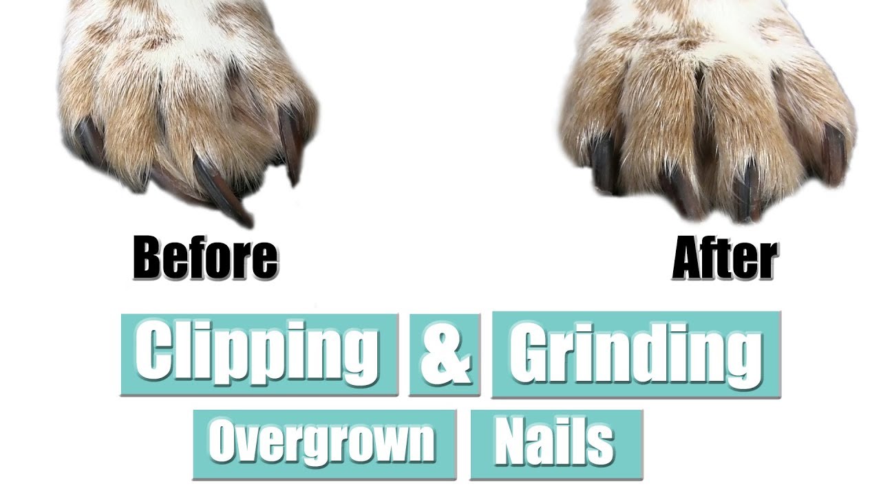 how to trim severely overgrown dog nails