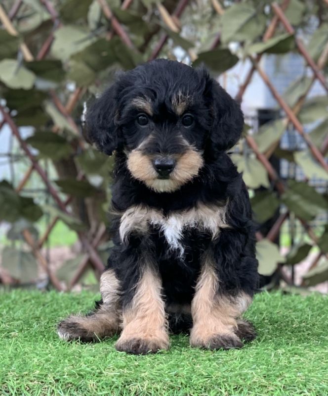 schnoodle puppies for sale