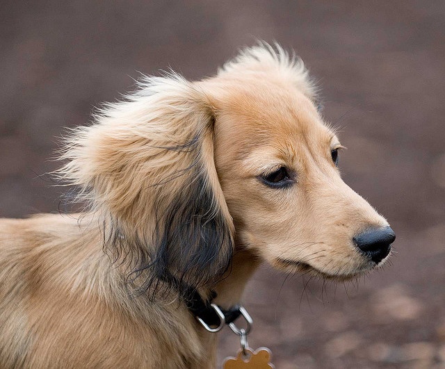 cream long haired dachshund puppies