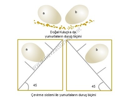 kuluçka makinasında çevirme nasıl olmalı