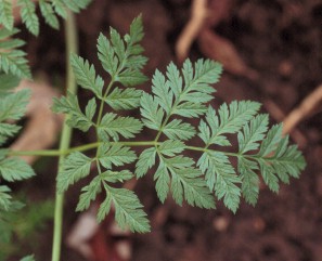 poison hemlock virginia