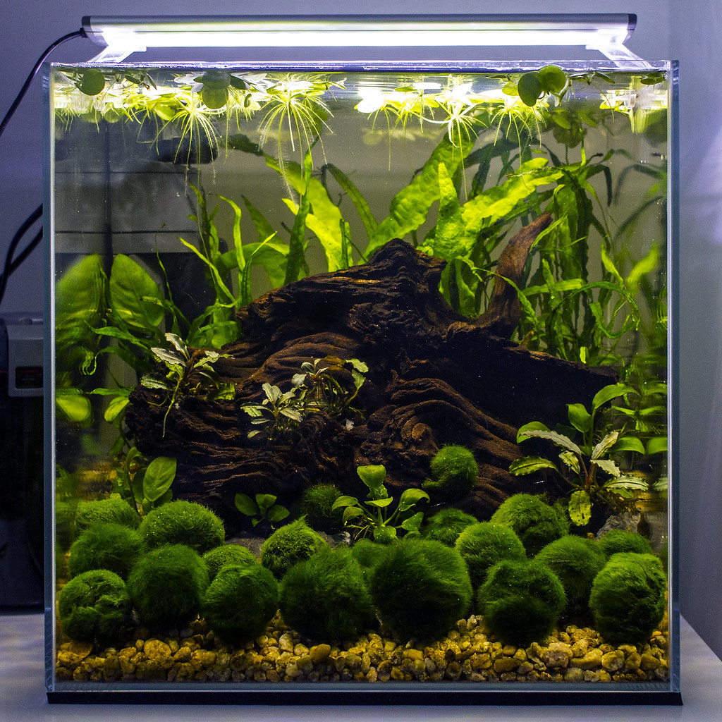 1ft cube aquarium