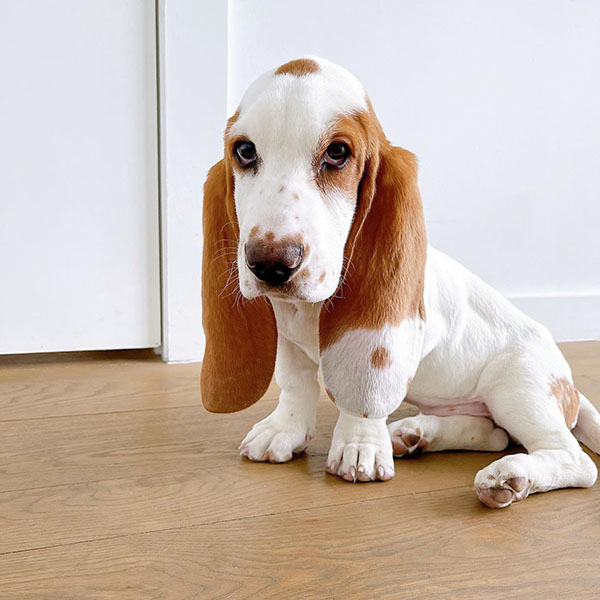 basset hound puppies near me