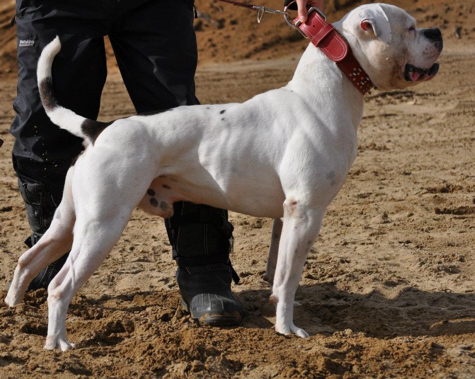 pictures of american bulldogs