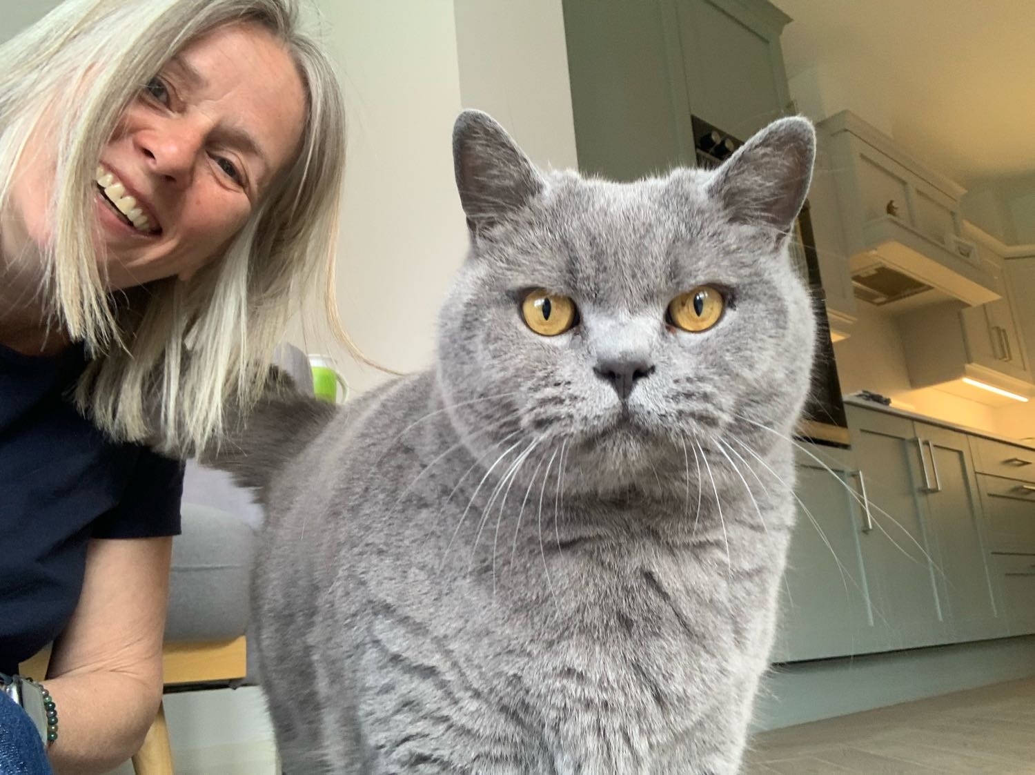 cat sitter belfast