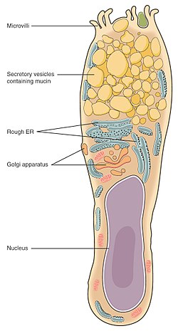 goblet cell diagram