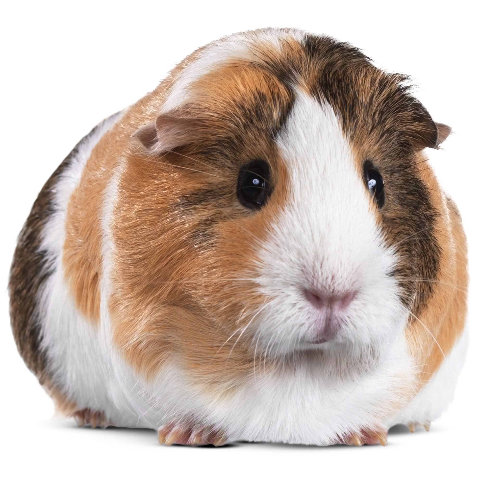 guinea pigs near me