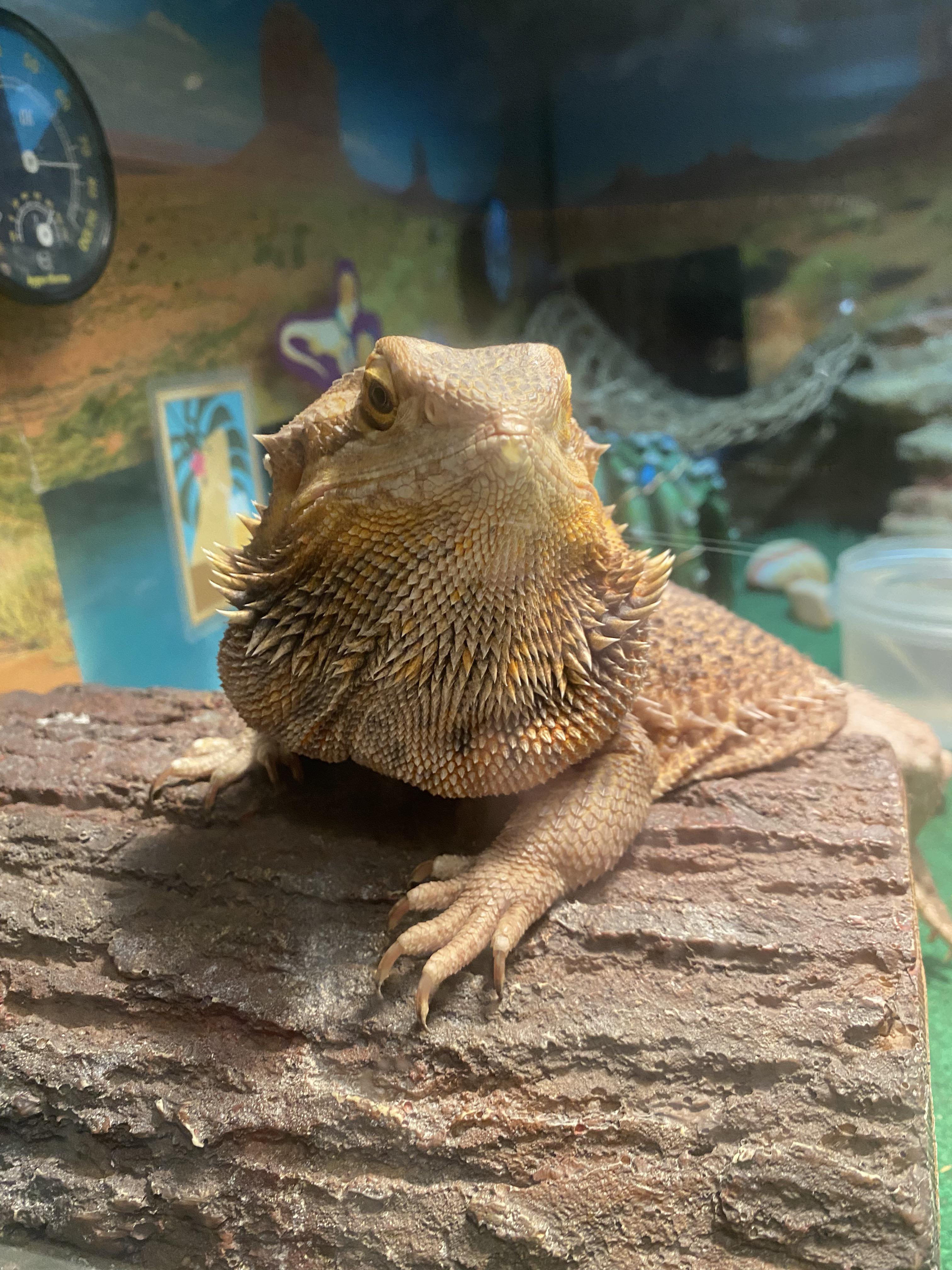 bearded dragon dark beard