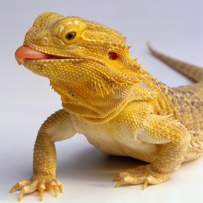 bearded dragons for sale uk