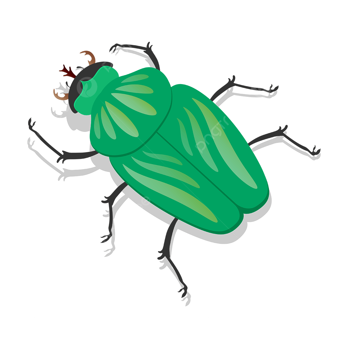 beetle clipart