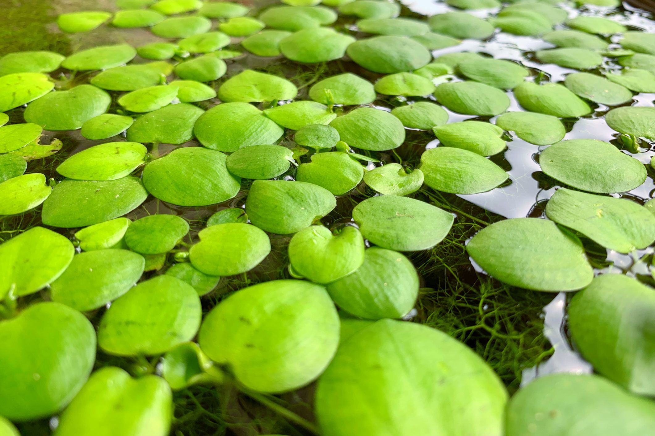 best floating aquarium plants