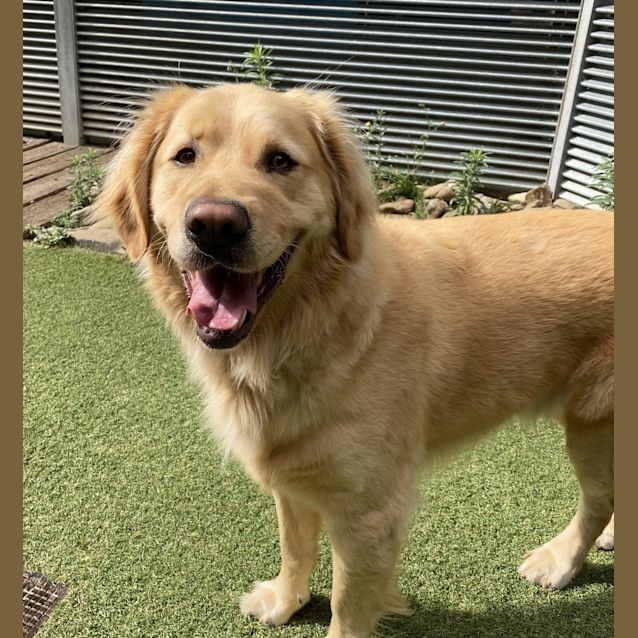 golden x labrador