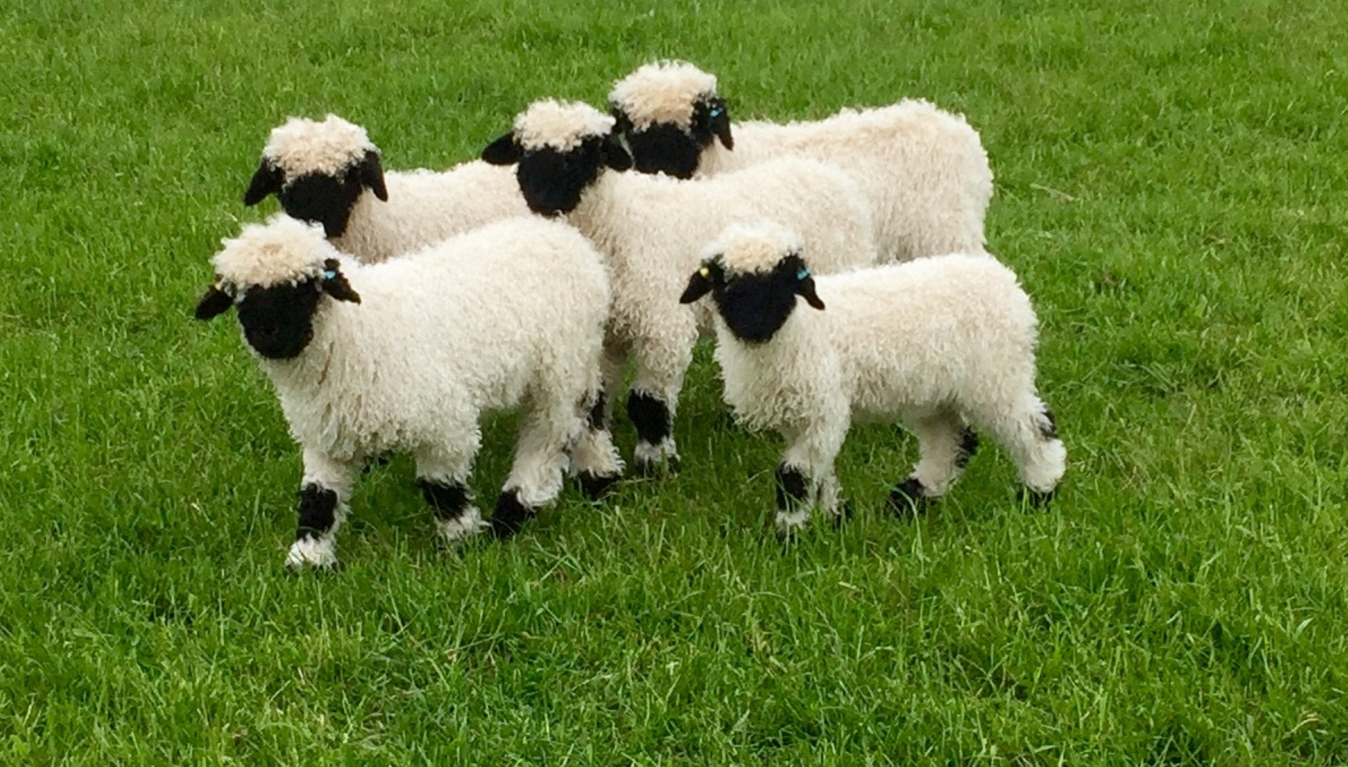 valais blacknose lambs for sale