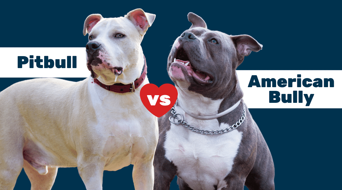 pit bull vs xl bully