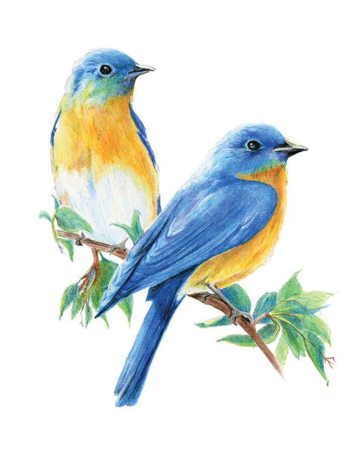 bird color drawing