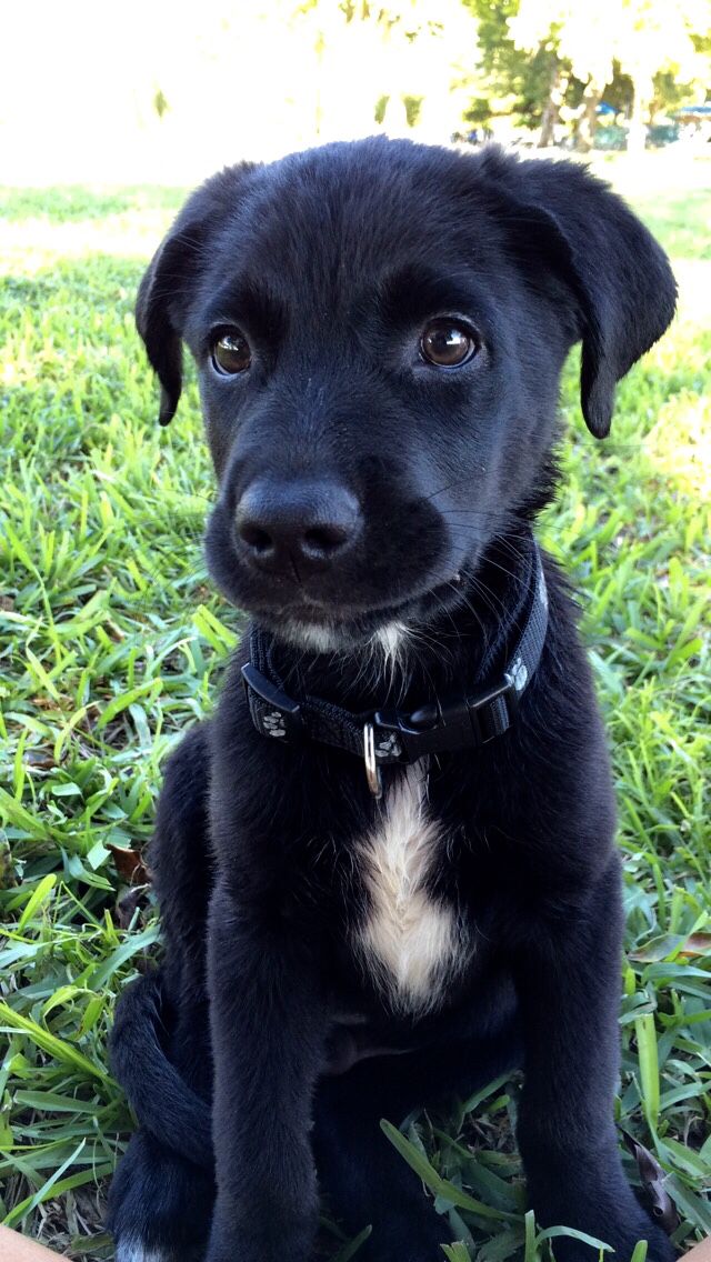 black lab and shepherd mix