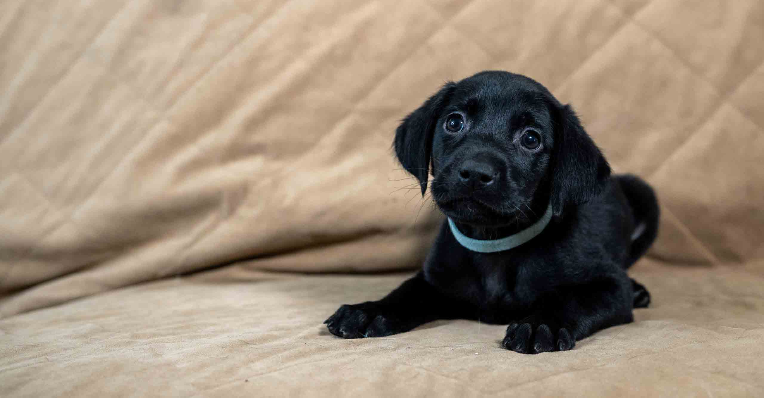 black lab cross puppies for sale