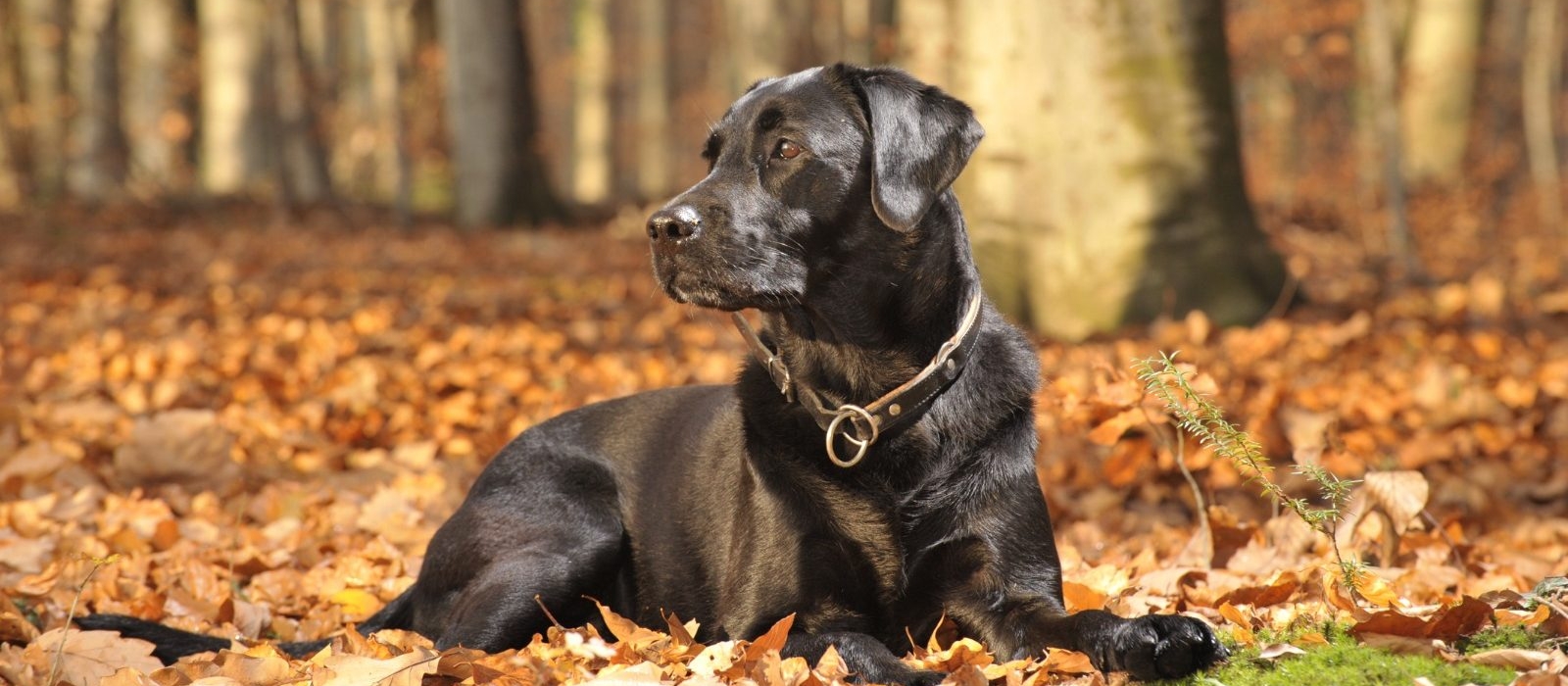 black labrador puppies for sale