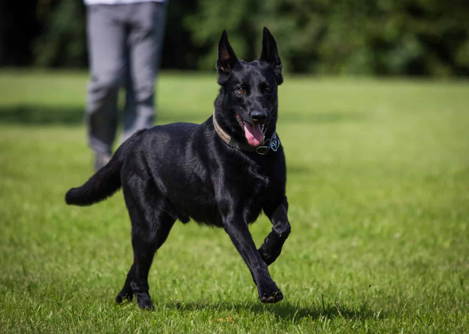 black malinois