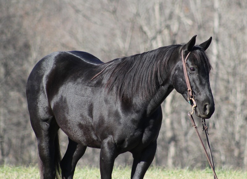 black quarter horse