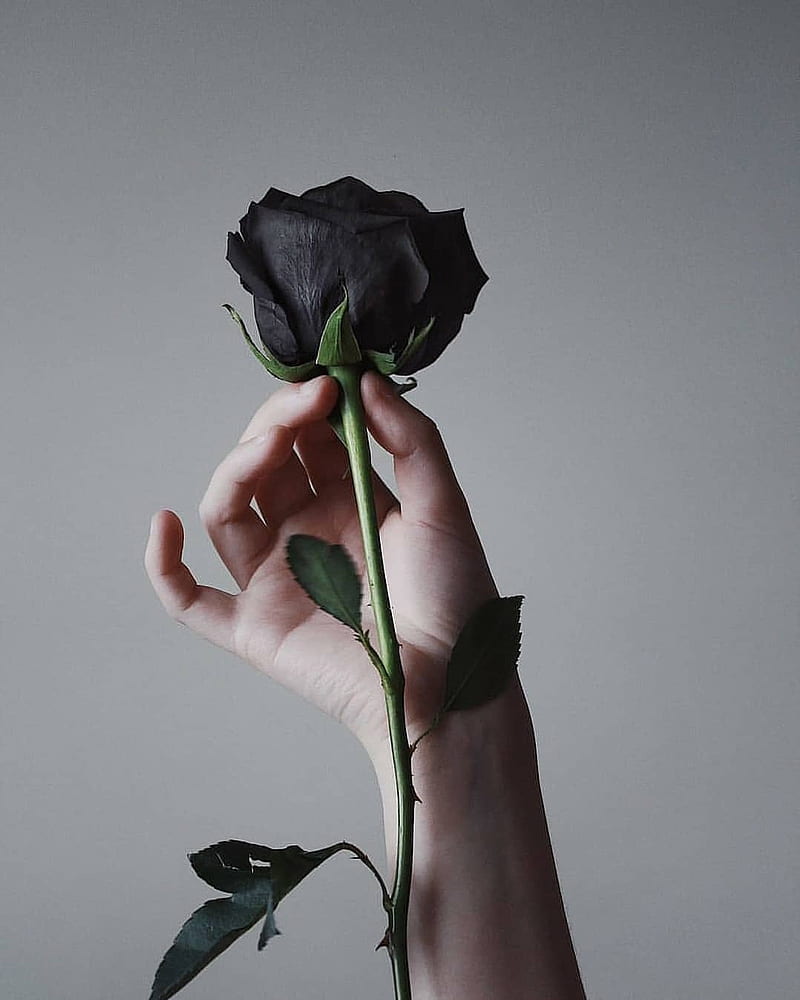 black rose images hd