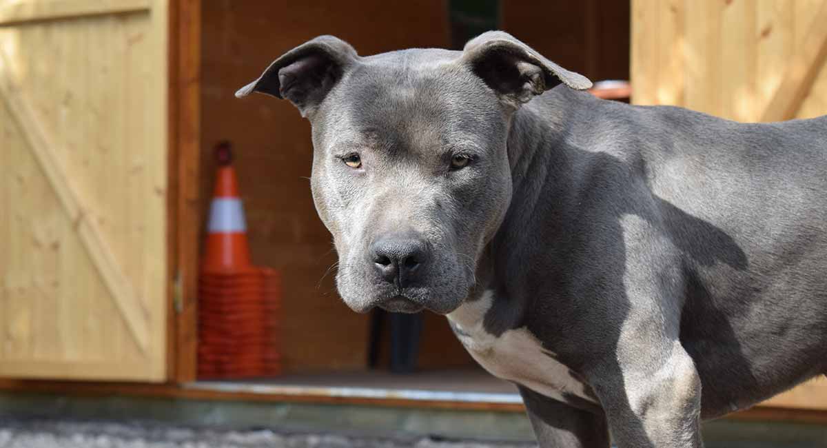 blue blue nose pitbull