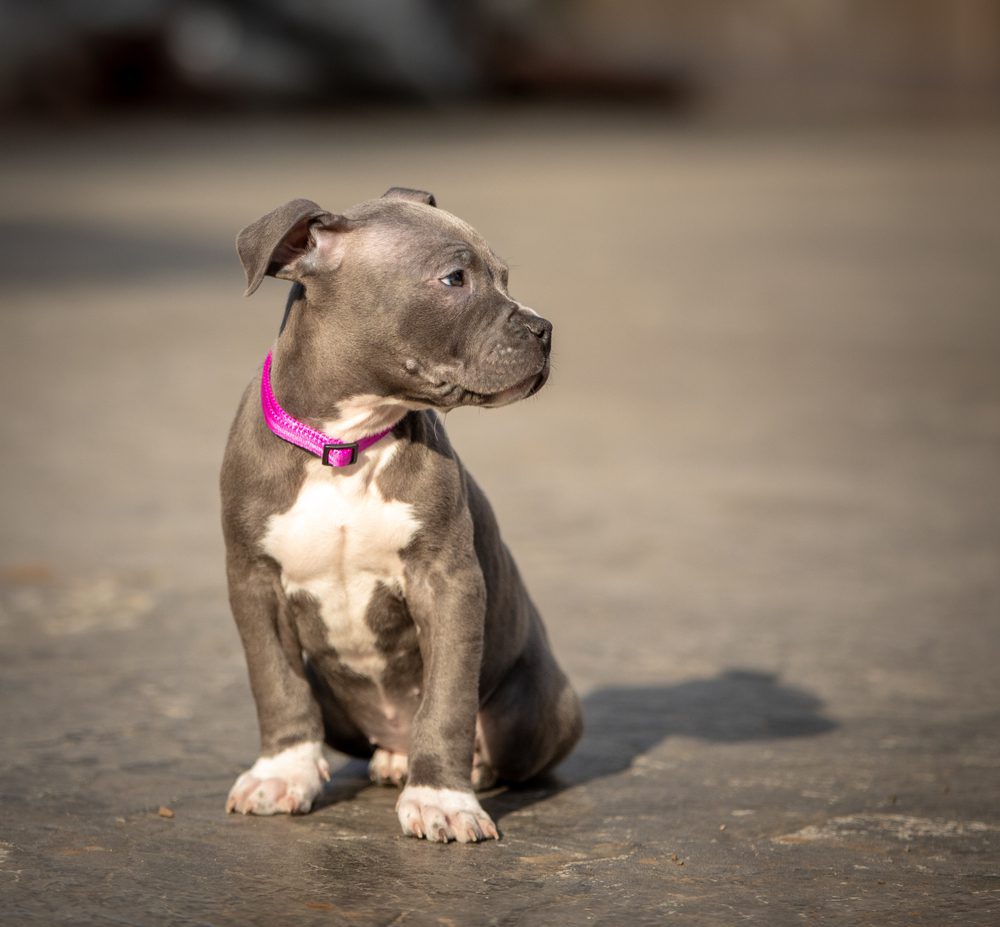 blue nose pitbull