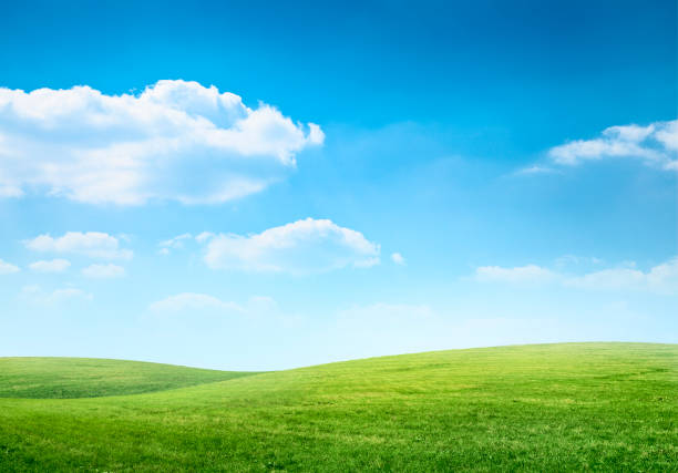 blue sky green grass background