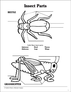 body parts of an insect labeling worksheet