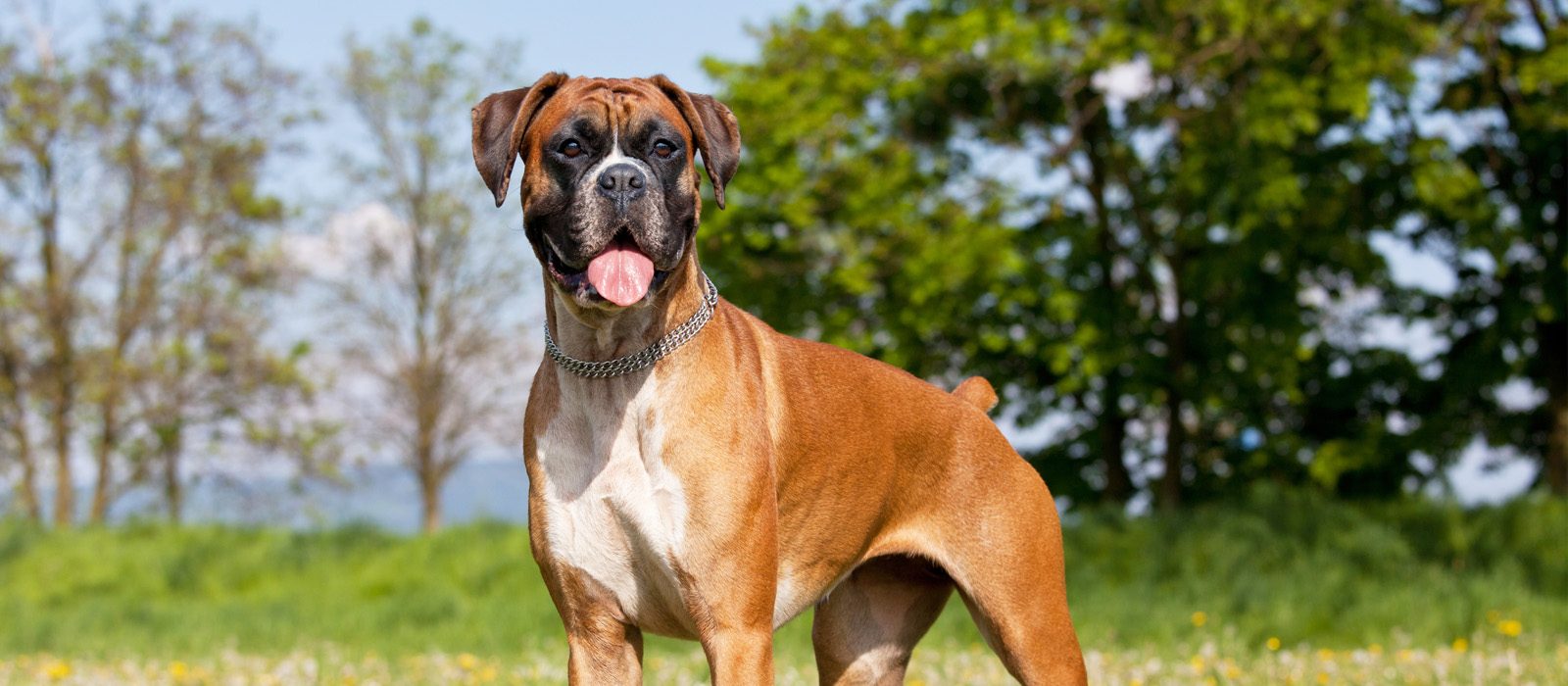 boxer puppies for sale in scotland