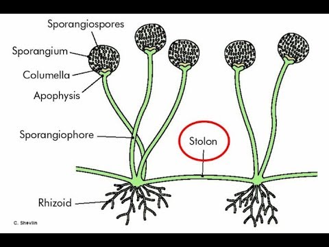 bread mold meaning in hindi