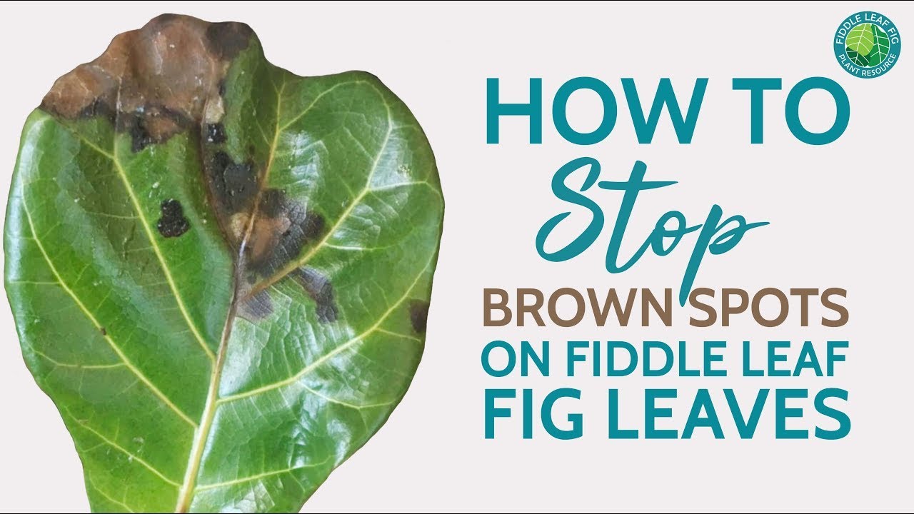 brown spots on fiddle leaf fig