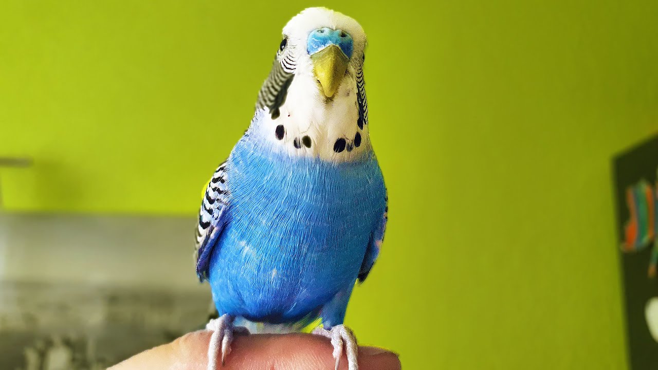 budgies singing