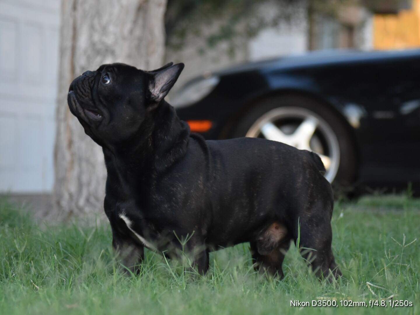 bully frenchies