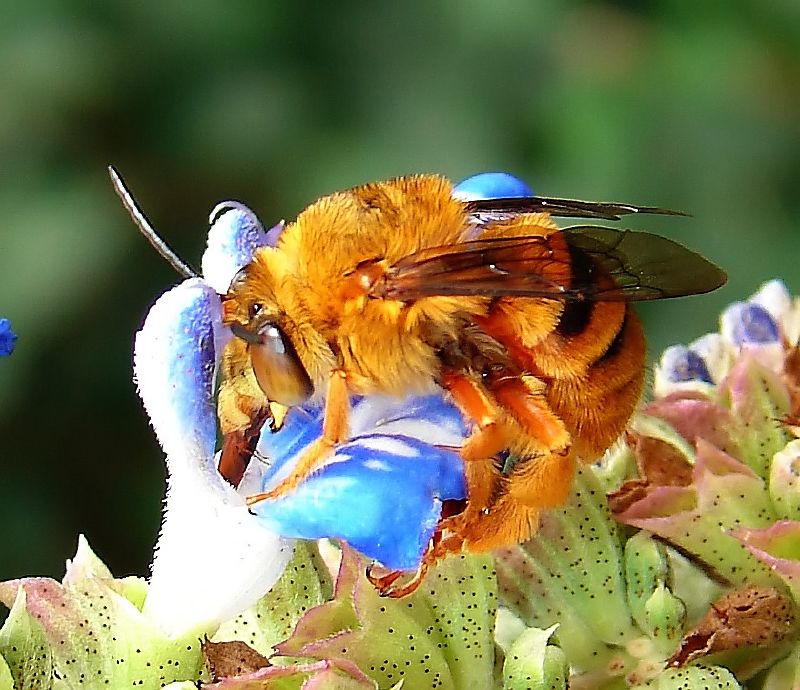 bumble bee teddy bear