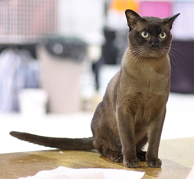 burmese cats for sale uk