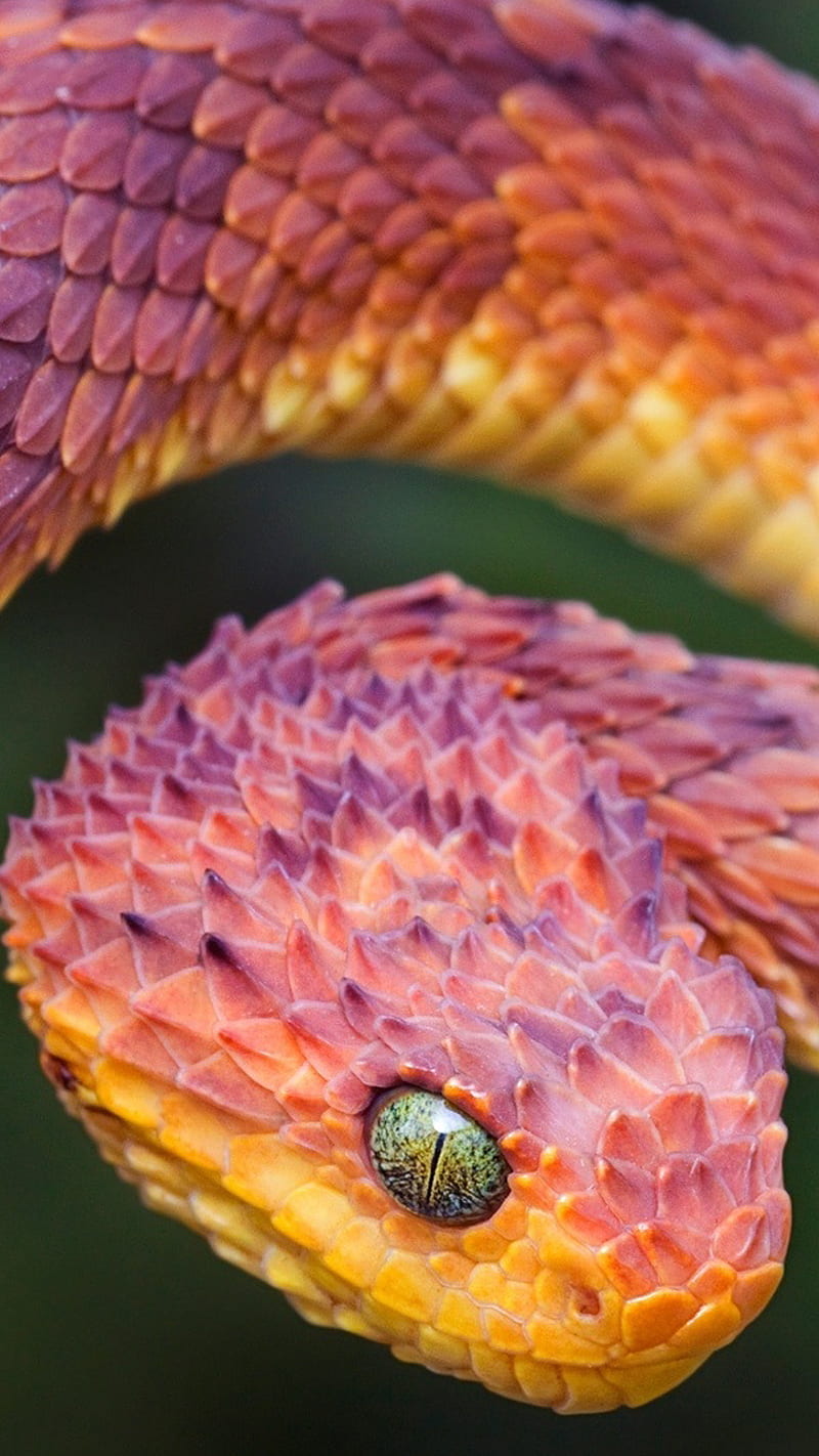 bush viper wallpaper