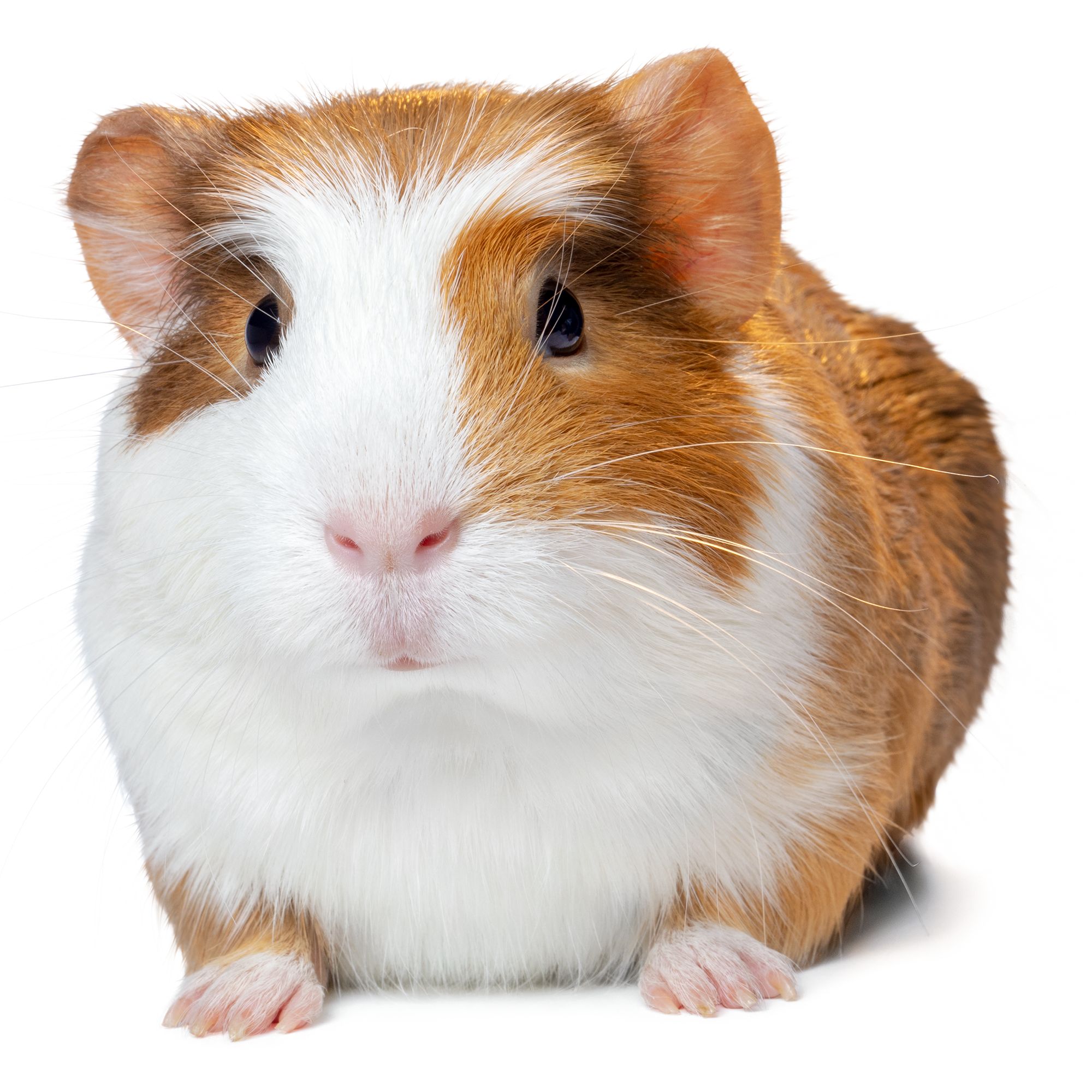 buy guinea pigs near me