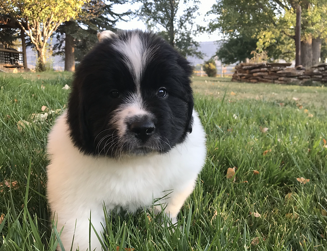 newfoundland breeders colorado