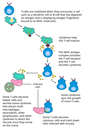 lymphocytes 中文