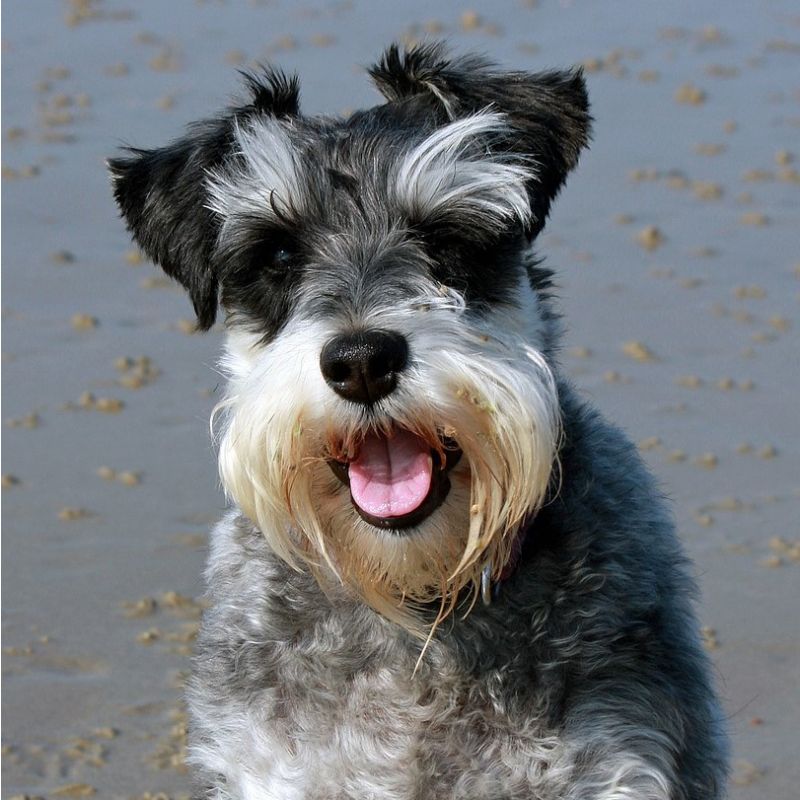 buying a schnauzer puppy