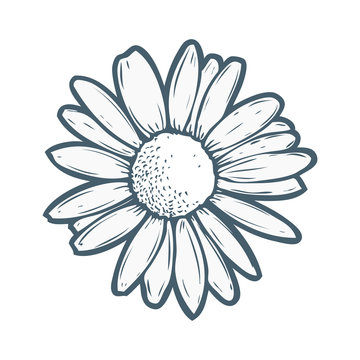 daisy outline drawing