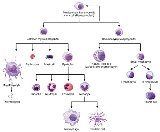 cell progenitors