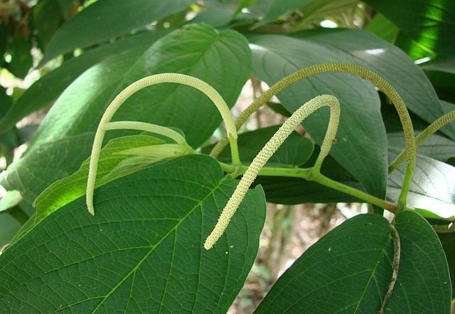 piperaceae plant