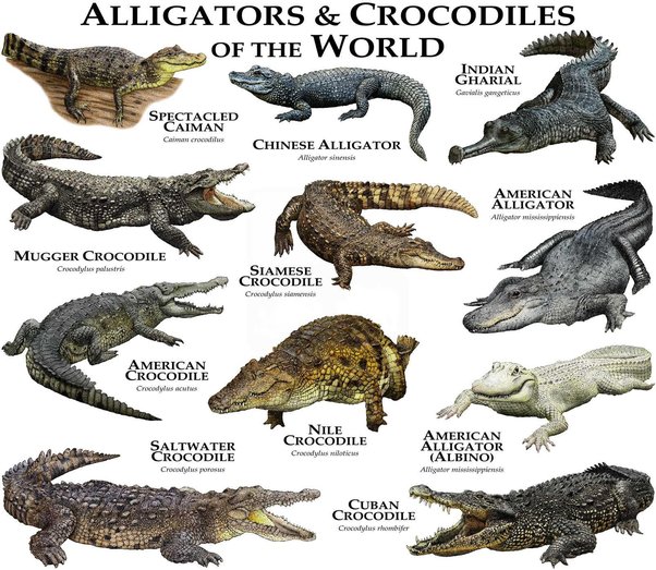 caiman vs crocodile vs alligator