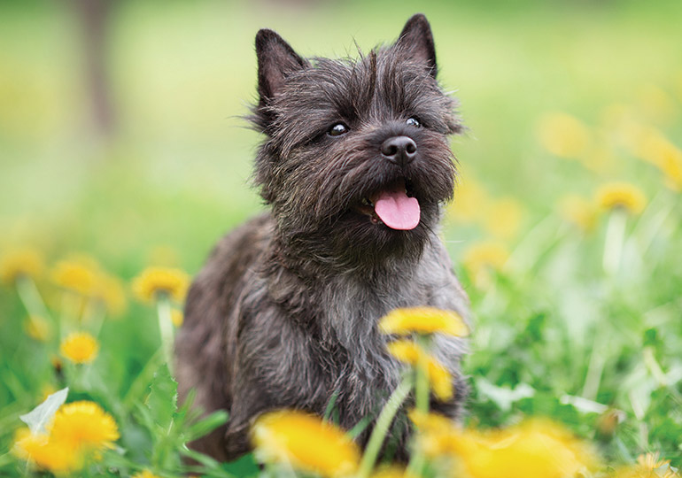 cairn terrier for sale sydney