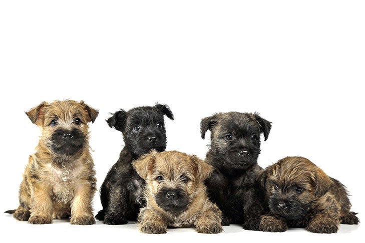 cairn terrier puppies