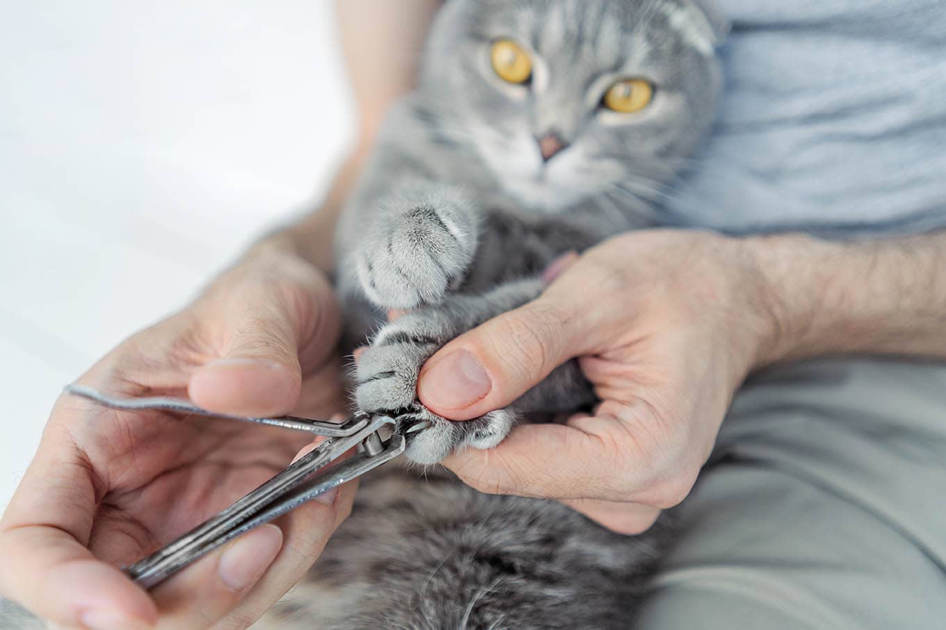 can you use human nail clippers on cats