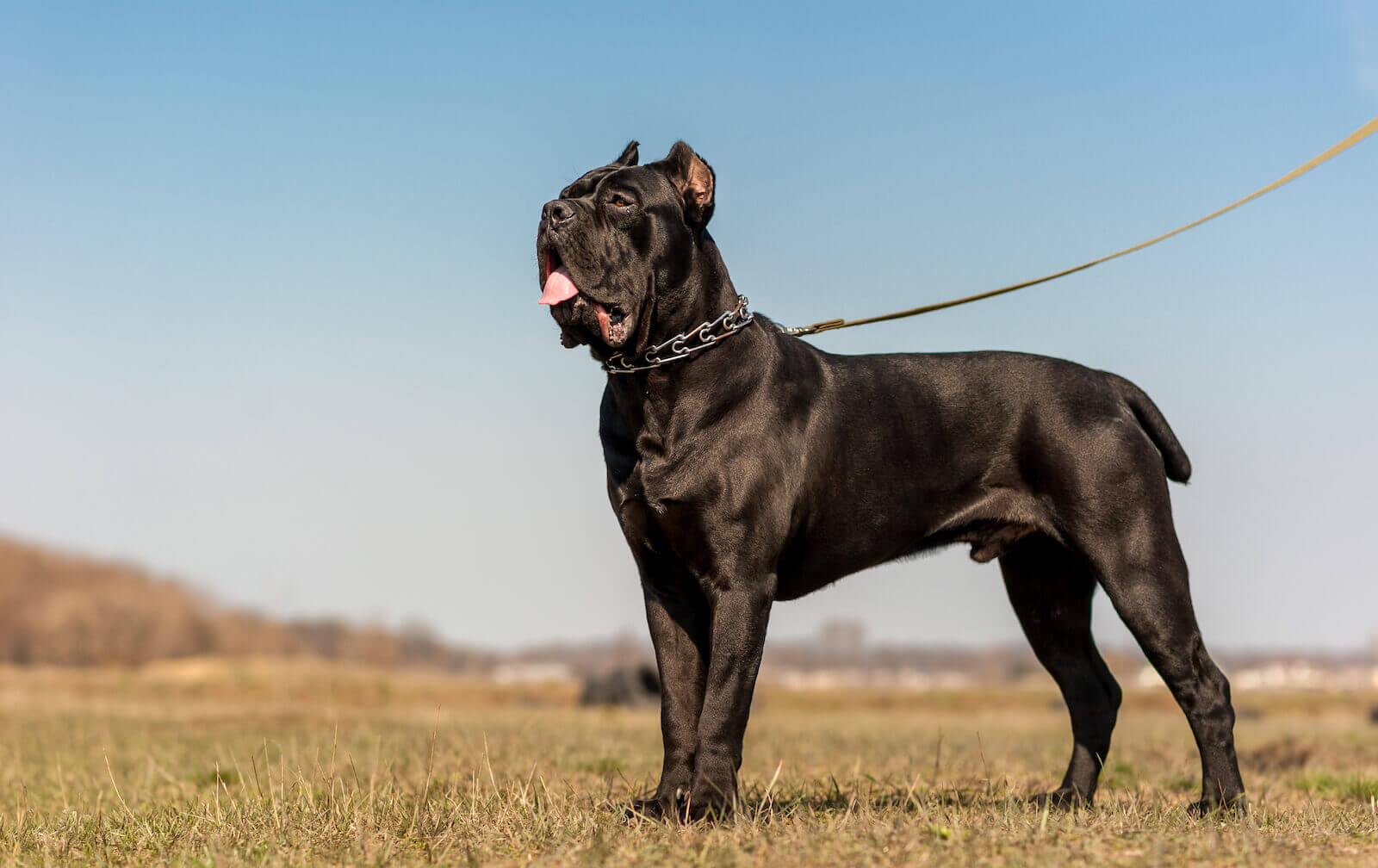 cane corso for sale